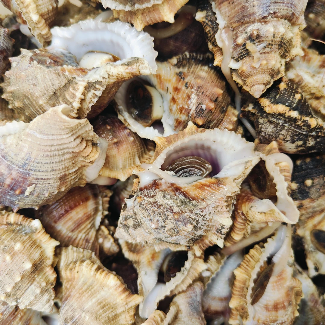 舟山海螺 【500克±50克】