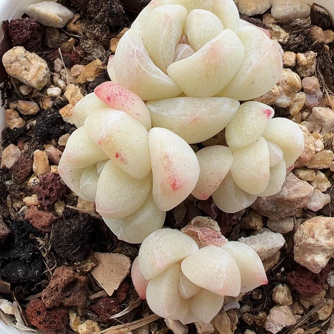 白透底冰玉4透，1168