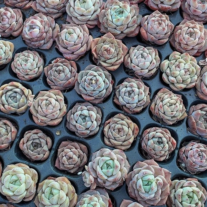 糖*128颗小纯爱128颗一组