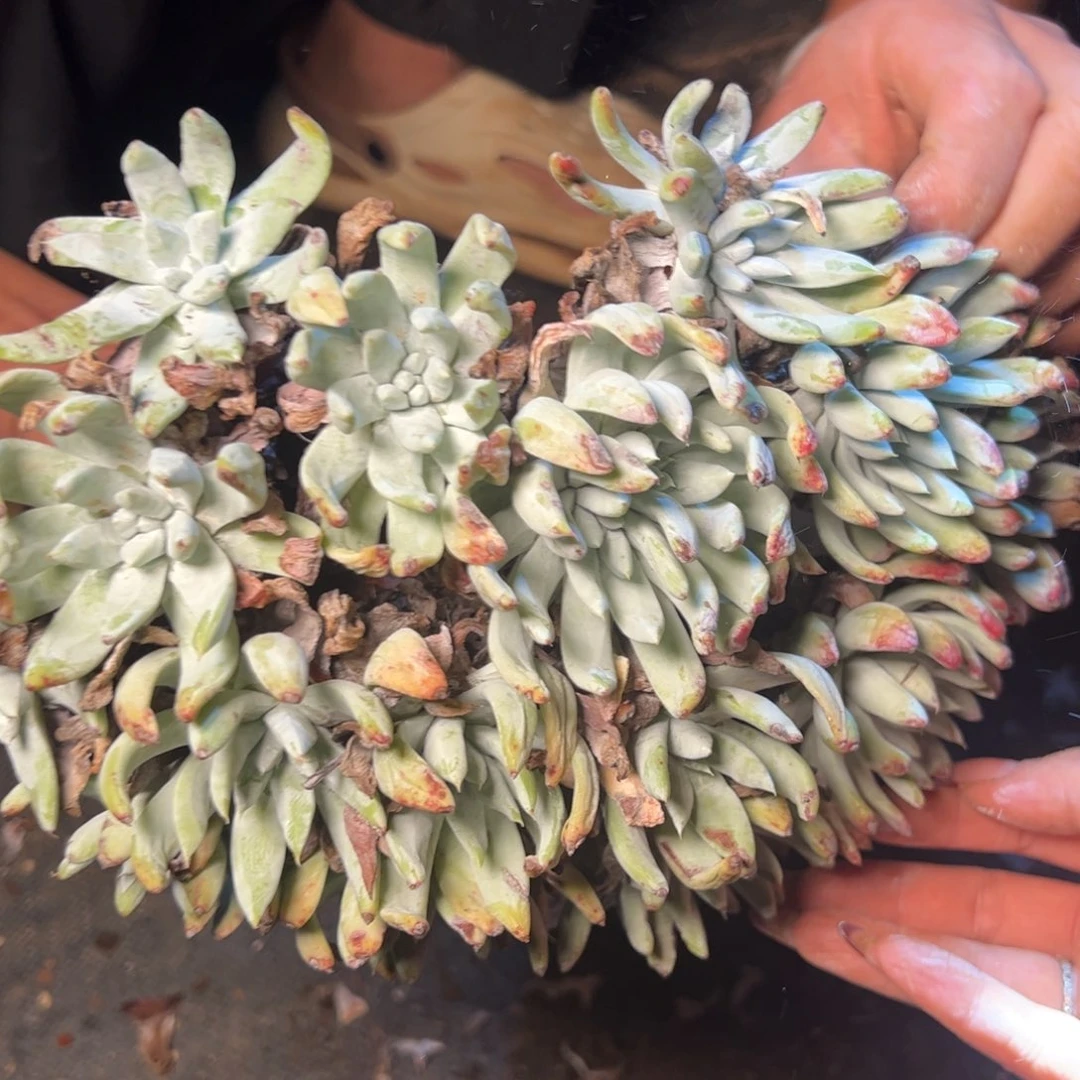 1329阿金尼哈哈哈哈哈