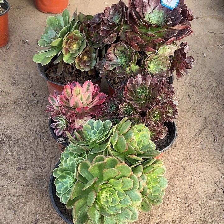 058多肉植物组合，