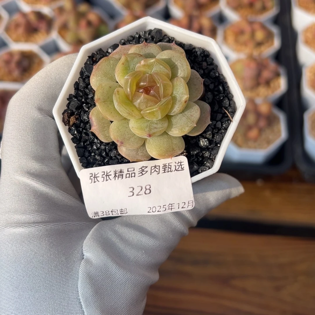 张张精品多肉甄选328