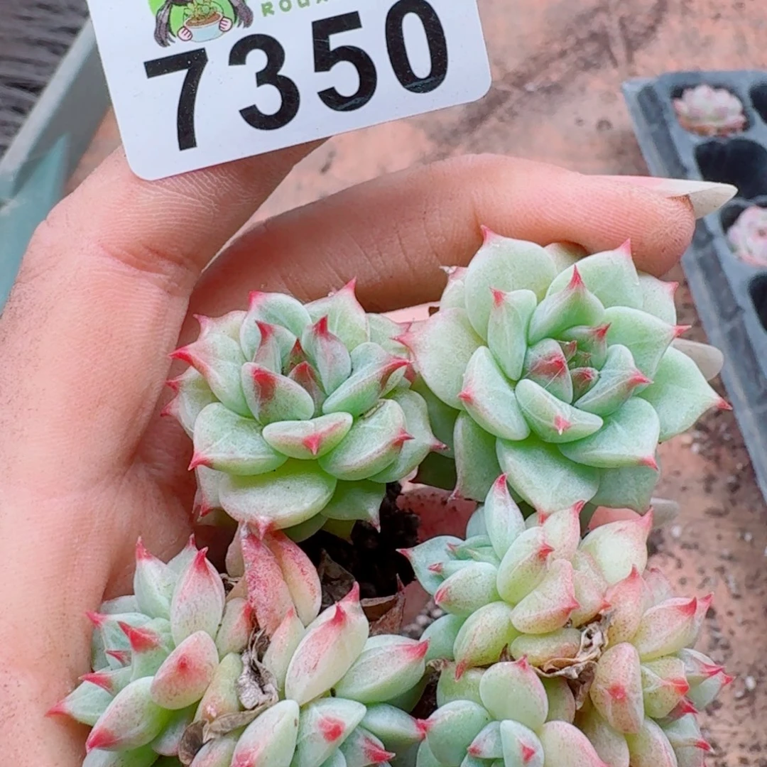 多肉植物多肉植物