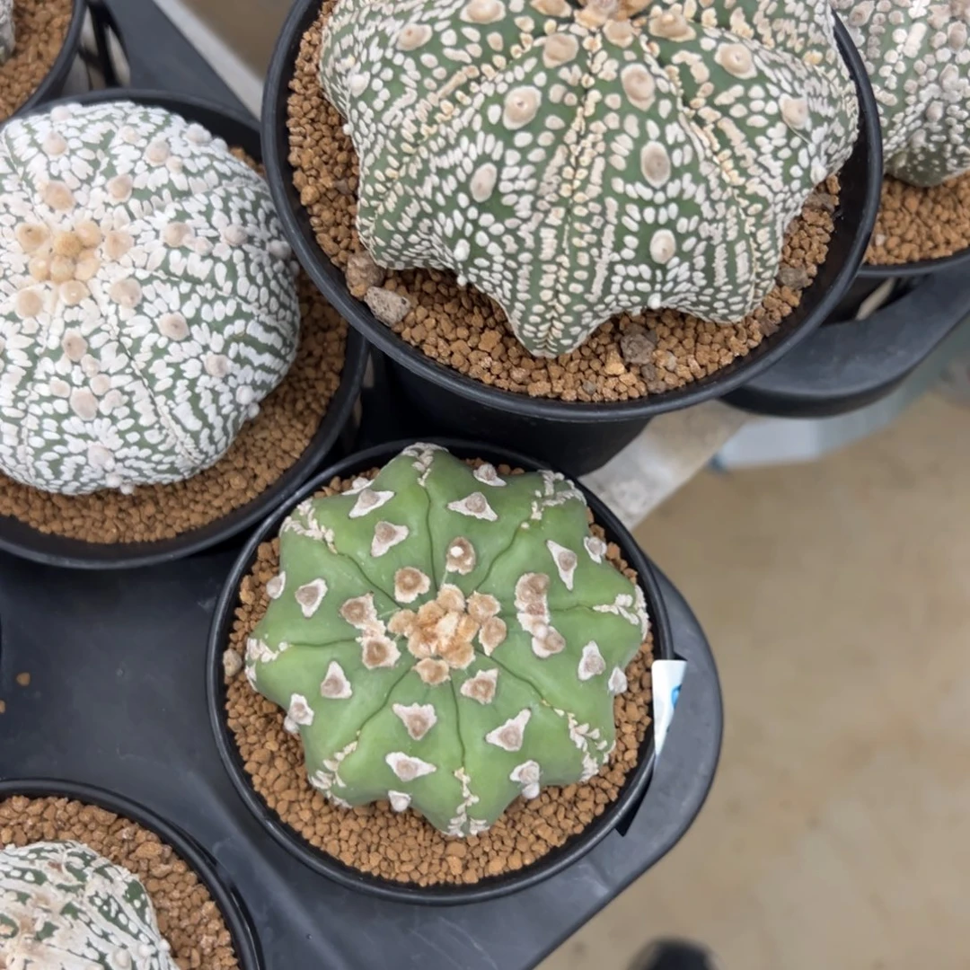 杨***玥B151，B152号兜仙人球