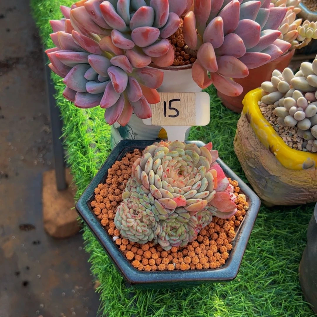 慧*两颗一起多肉植物