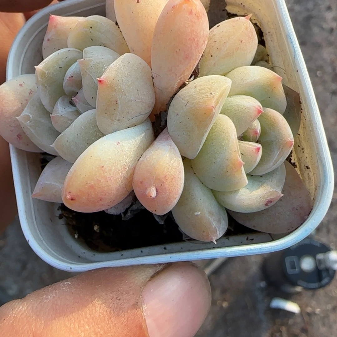 多肉小卡拉米糖心一物一拍