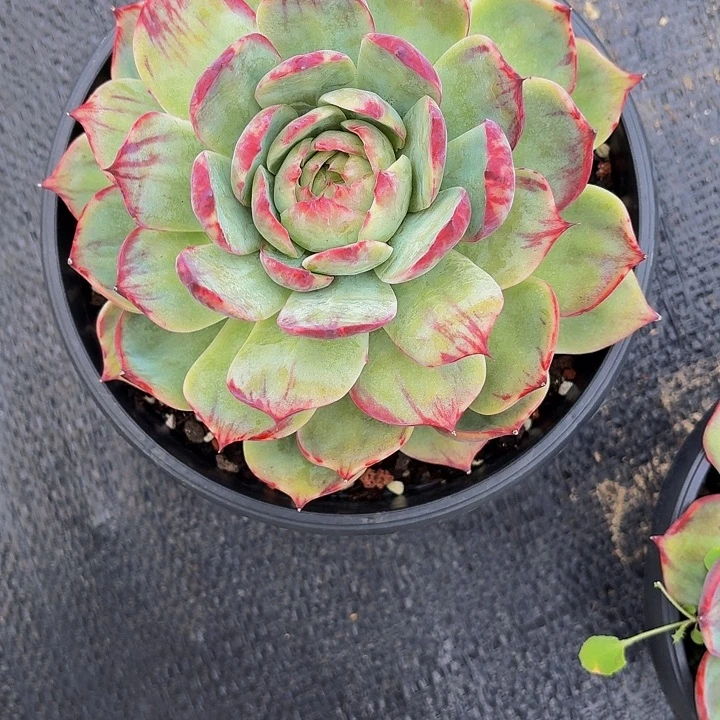 夏***凉丽娟花卉惊鸿拉丝