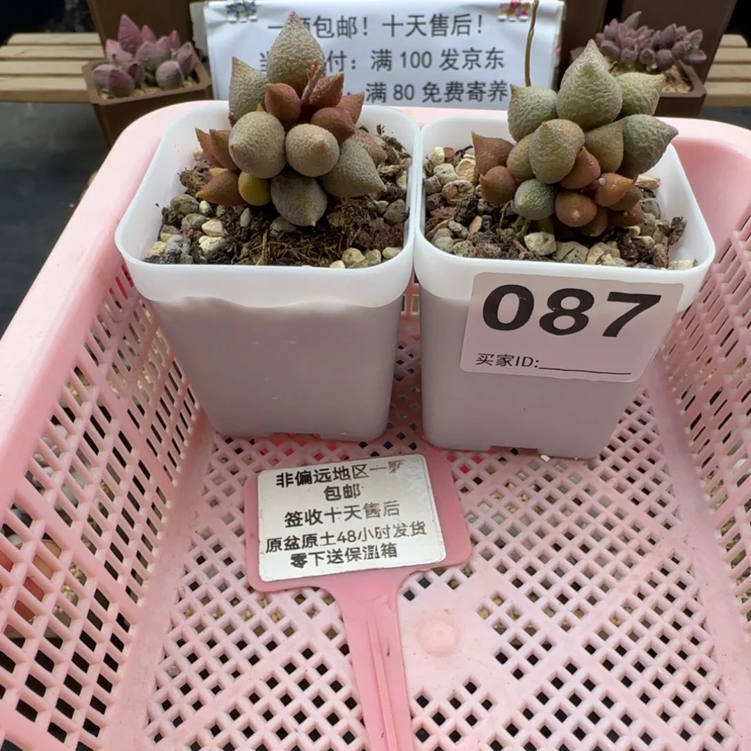 飞***机087小辣椒两颗多肉植物