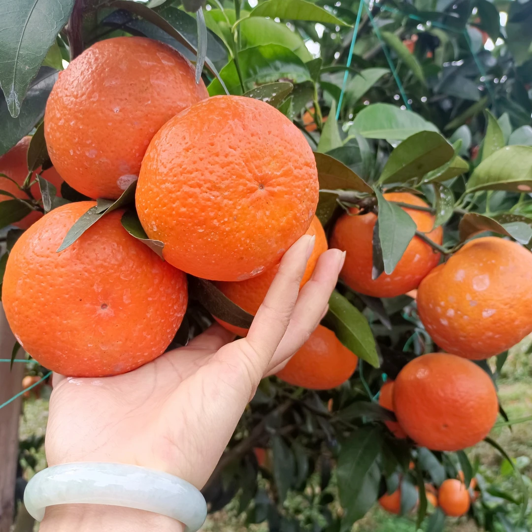 绿植盆景造型一物一拍