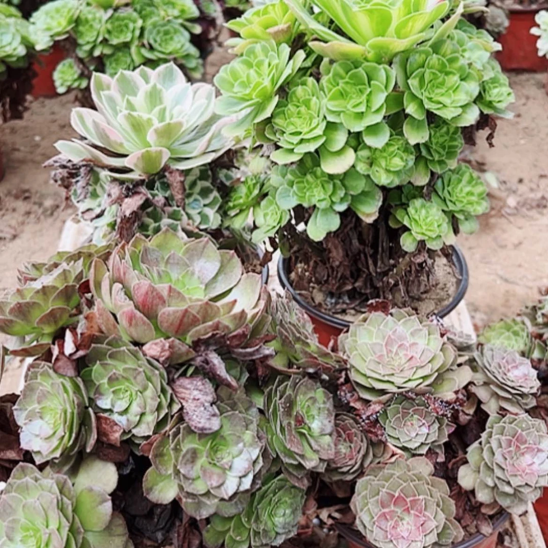 【闪购商品】无花朵D***y48号套餐4颗多肉植物