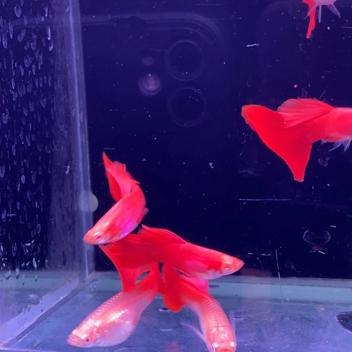 孔雀鱼大背血红3对孔雀