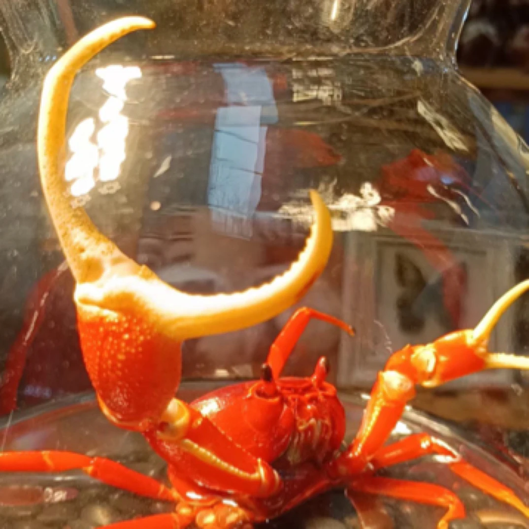 超大钳 小策家 宠物小螃蟹 桌面小精灵 会挥手的解压治愈宠物好养