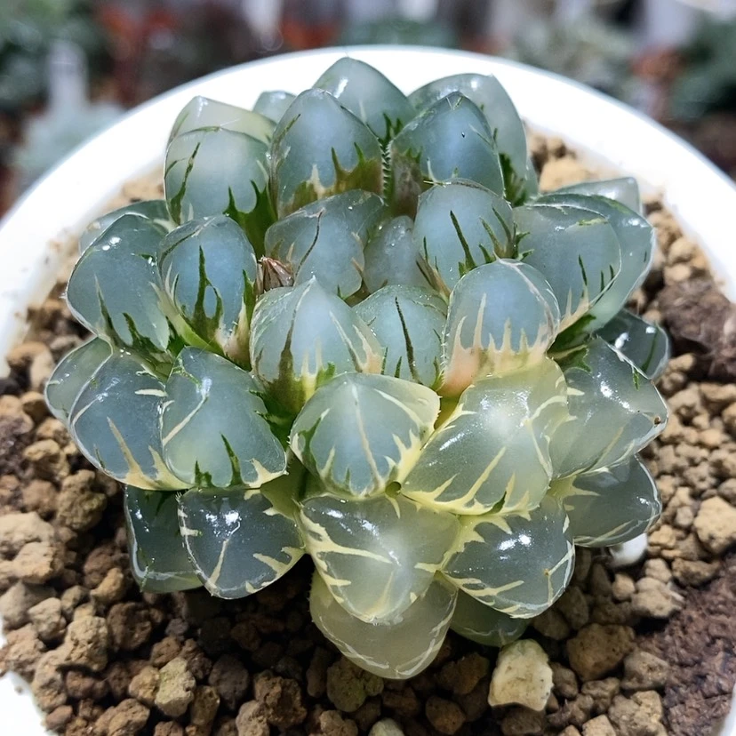 【闪购商品】水中月