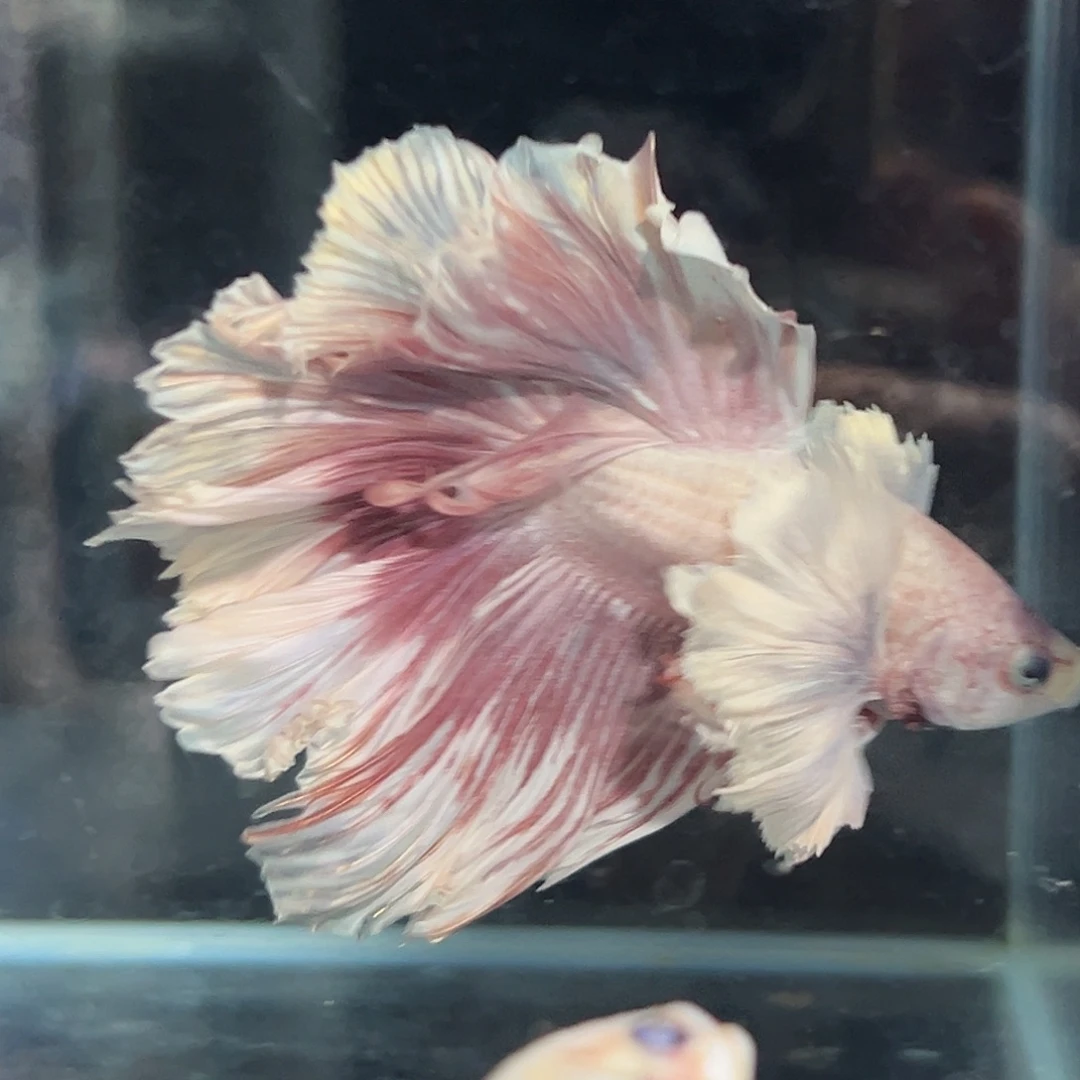 斗鱼1号落日玫瑰巨耳