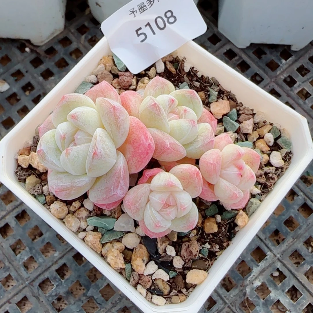 冰玉无砍，5108多肉植物