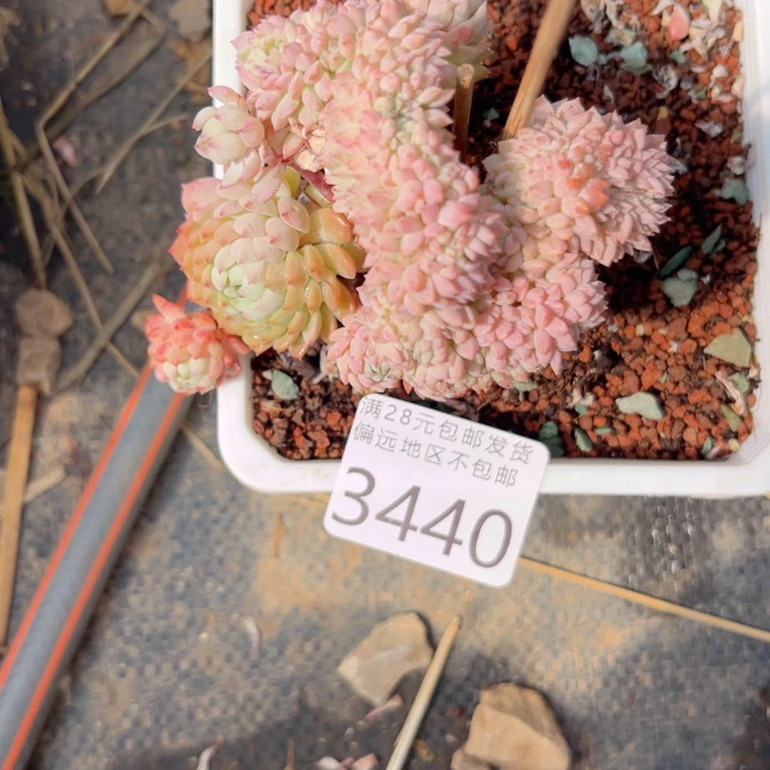 大3440；h g jvn b j