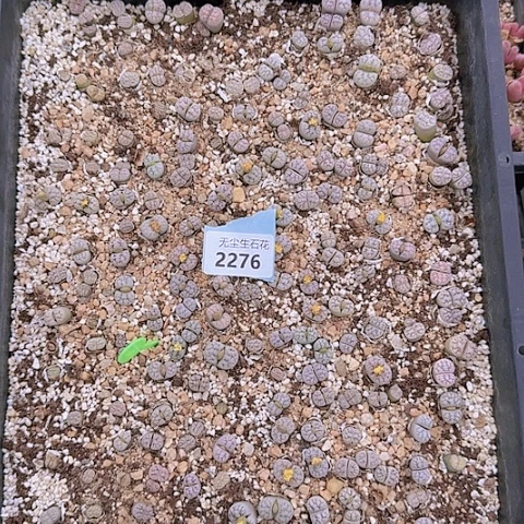 面*?2278清框特价188云映玉脱土发货