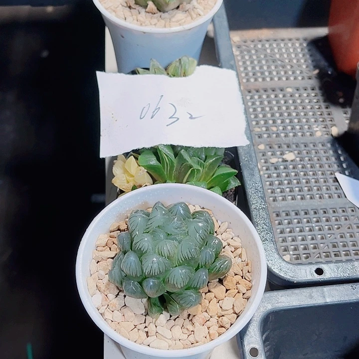 雨露系列姬寿锦系列