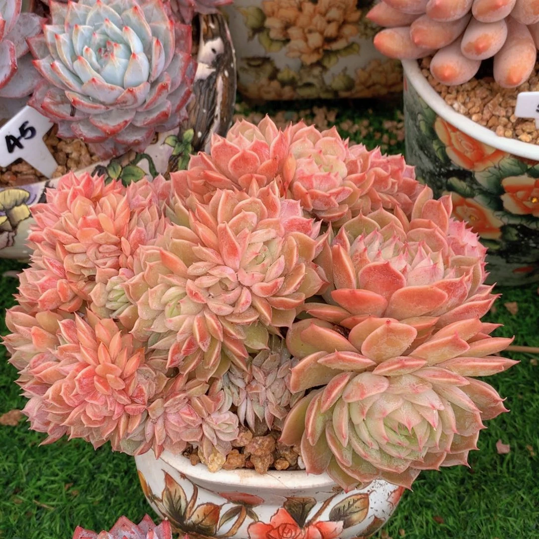 盎司诺缀18 公分一物一拍