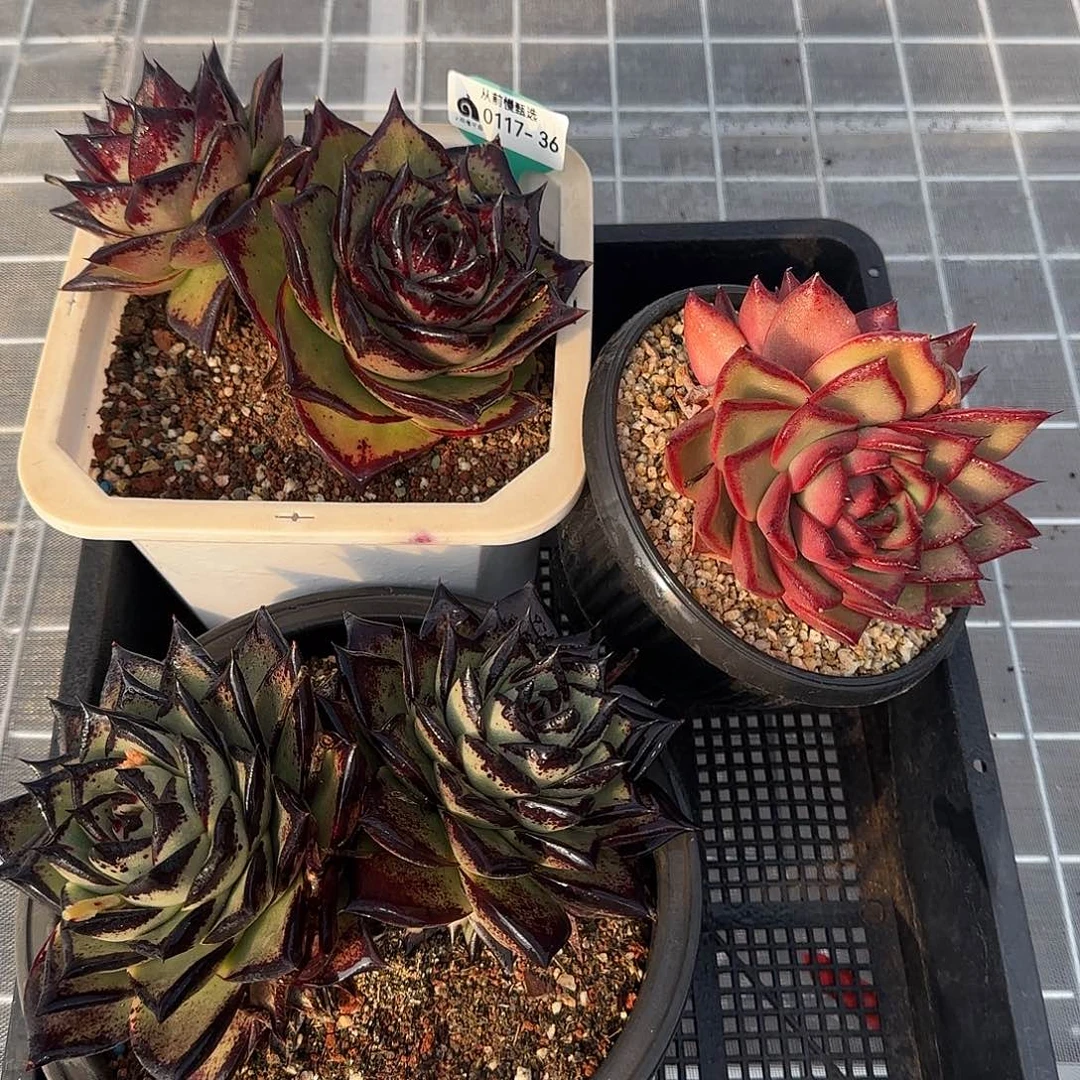 从前慢花园精选0117-36