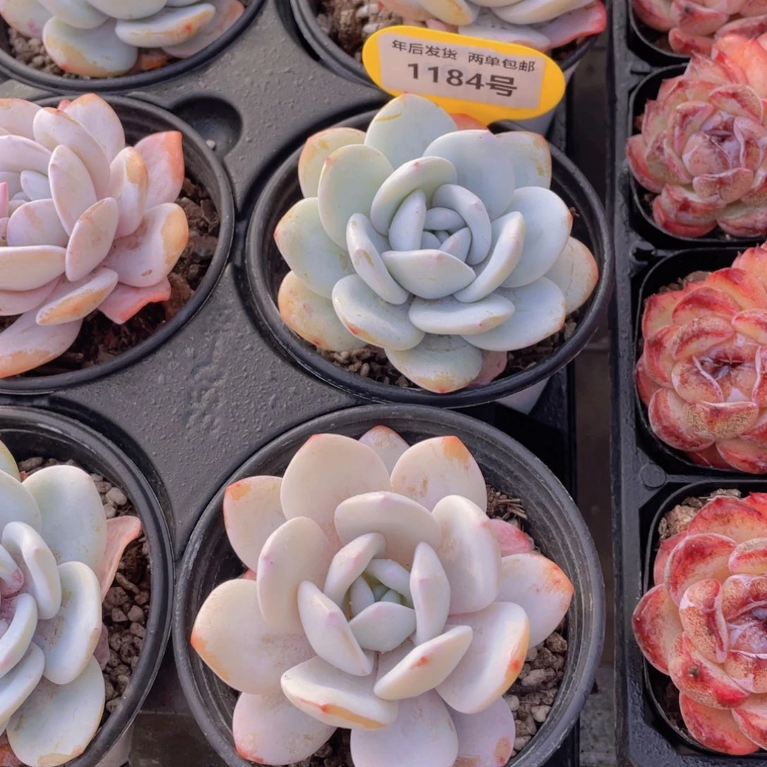 1184号宽叶全状态雪莲单头一个