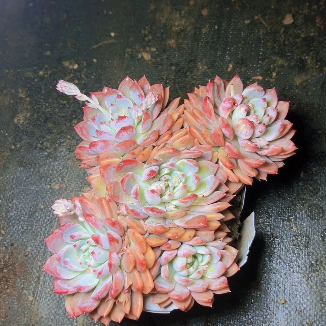 多肉一个基地直发编号14