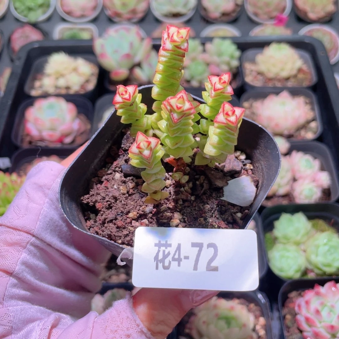 花利美4-72小米星