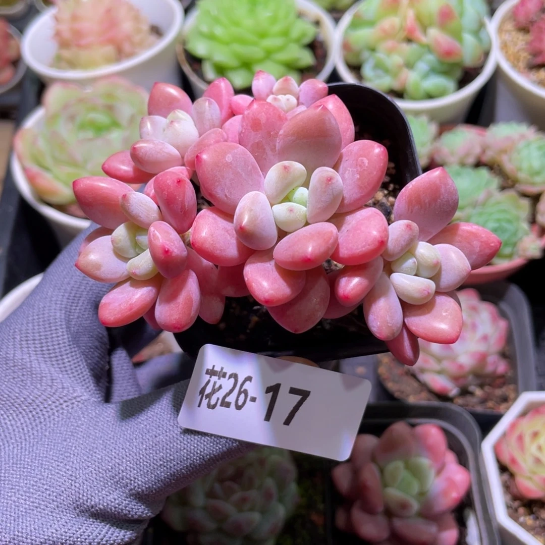 花利美26-17洛神群