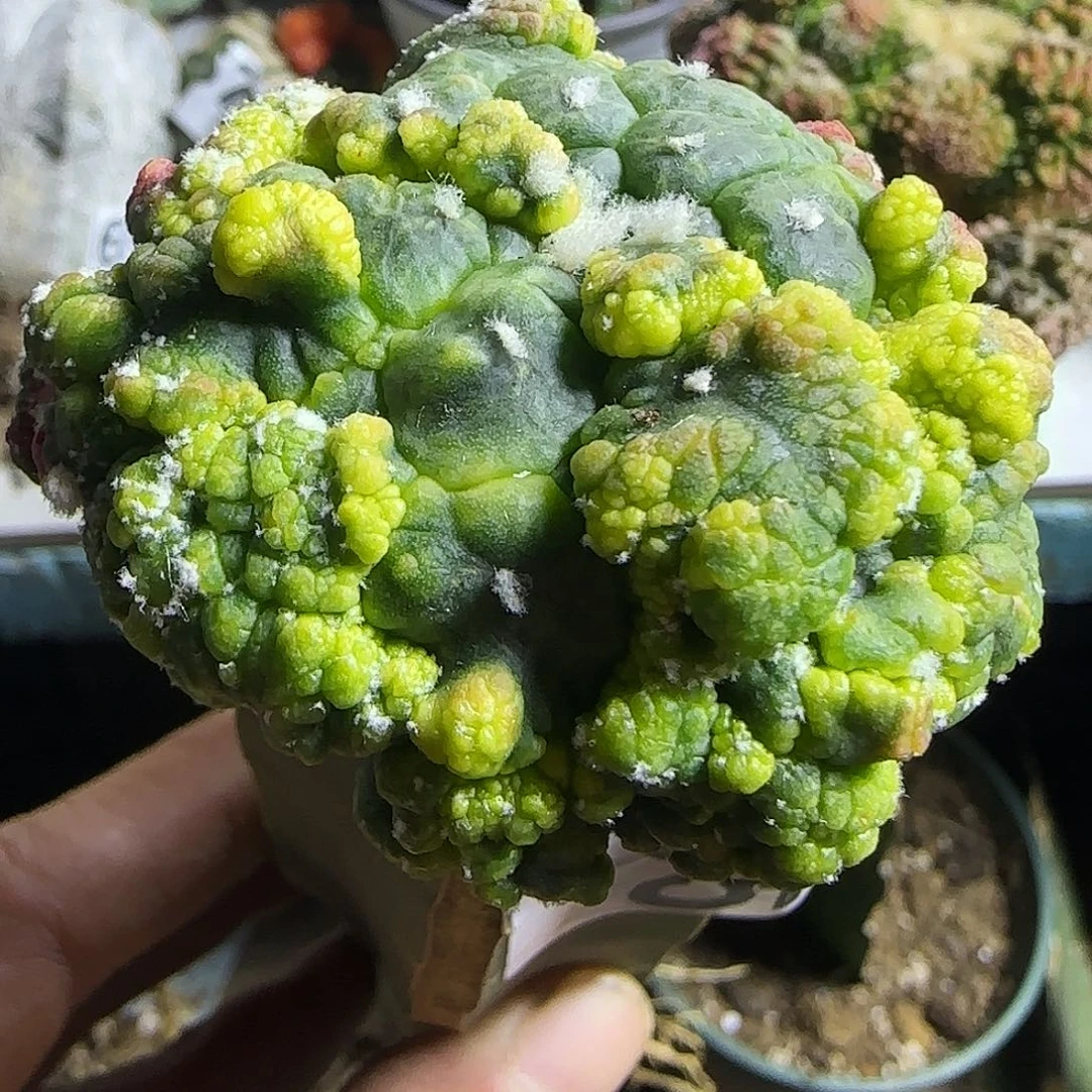 悟空兜锦605仙人球