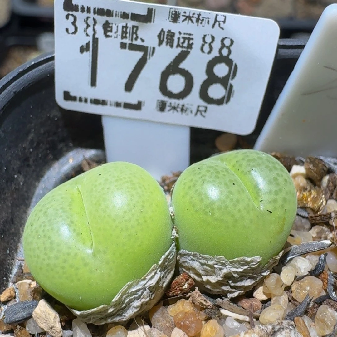 Ssss精品生石花1768翠光