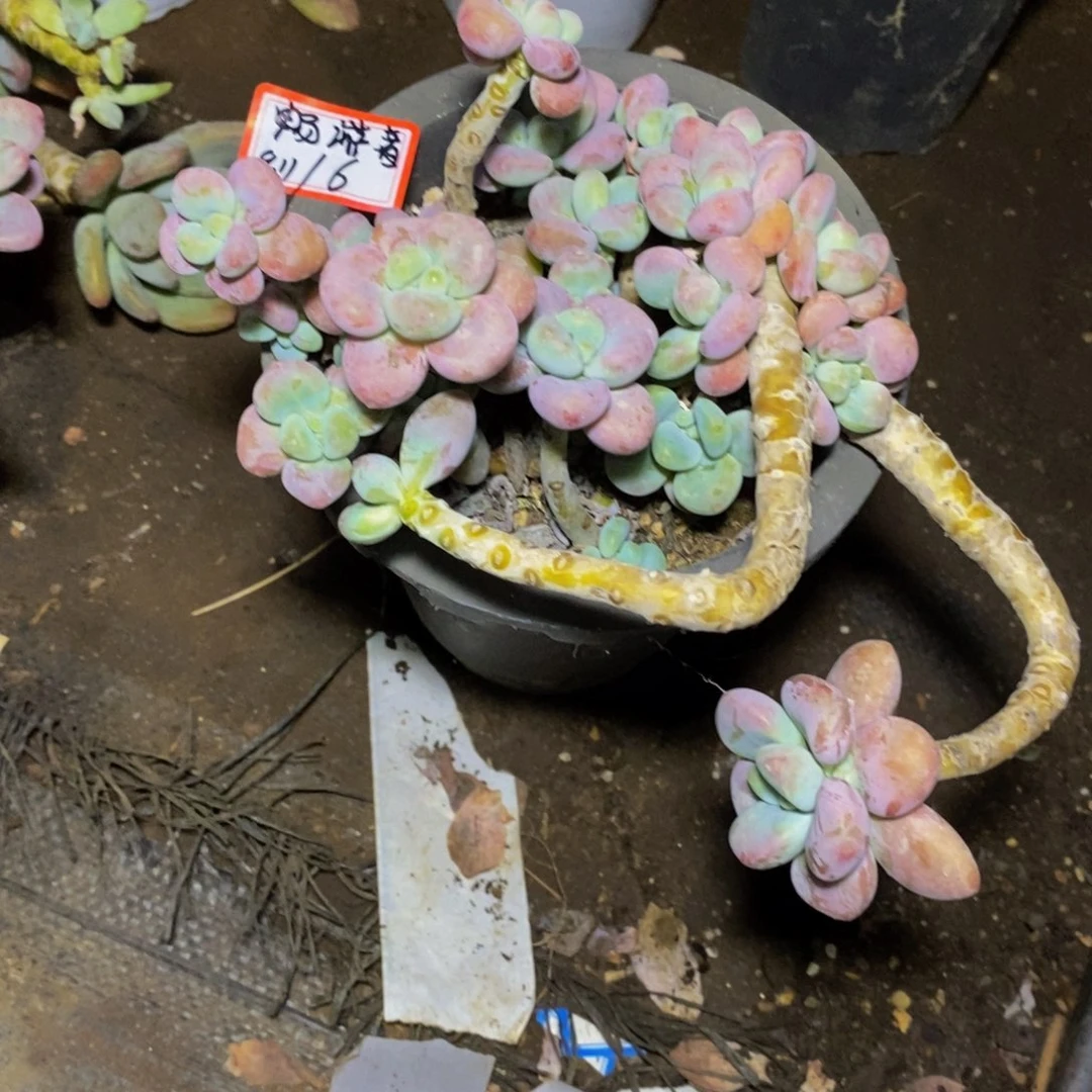 畅***者一物一拍一物一拍