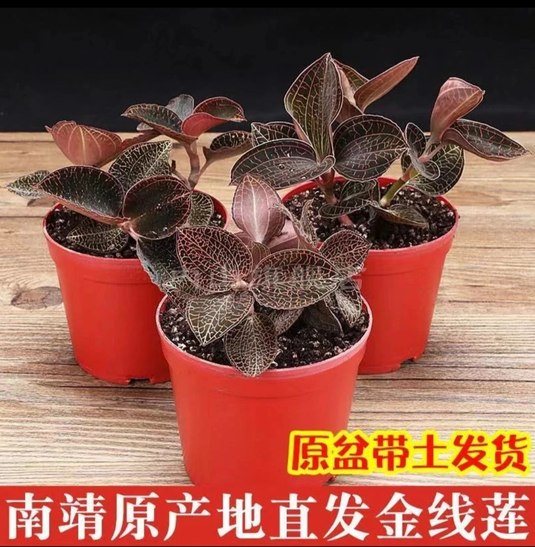 南靖特产【金线莲】盆景种苗绿植带土观赏种植盆栽办公植物微景观