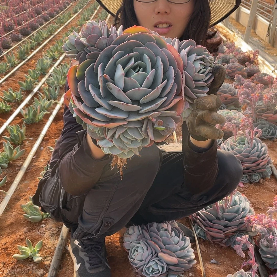 台阁49米 量拍多肉