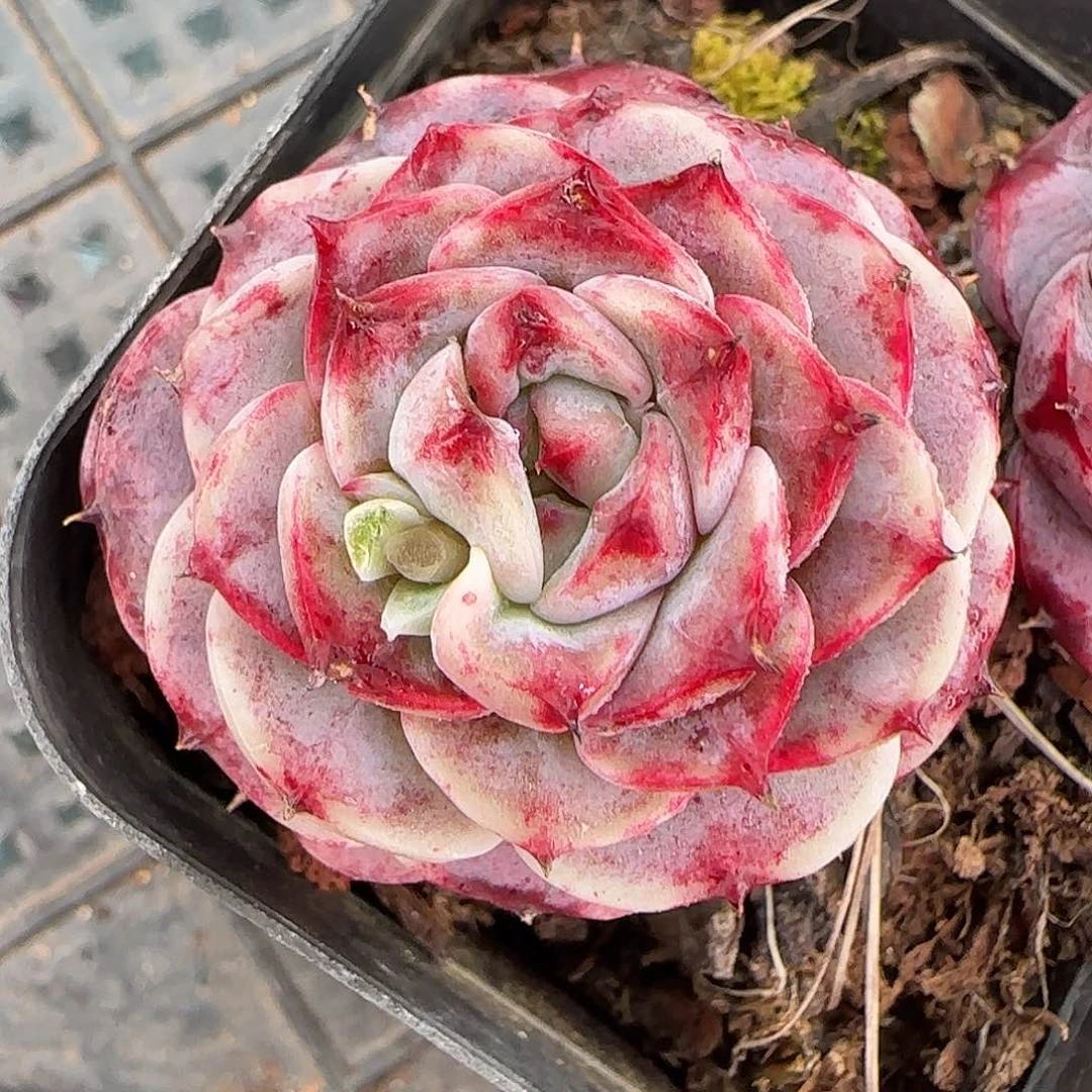 从前慢花园精选天鹅绒