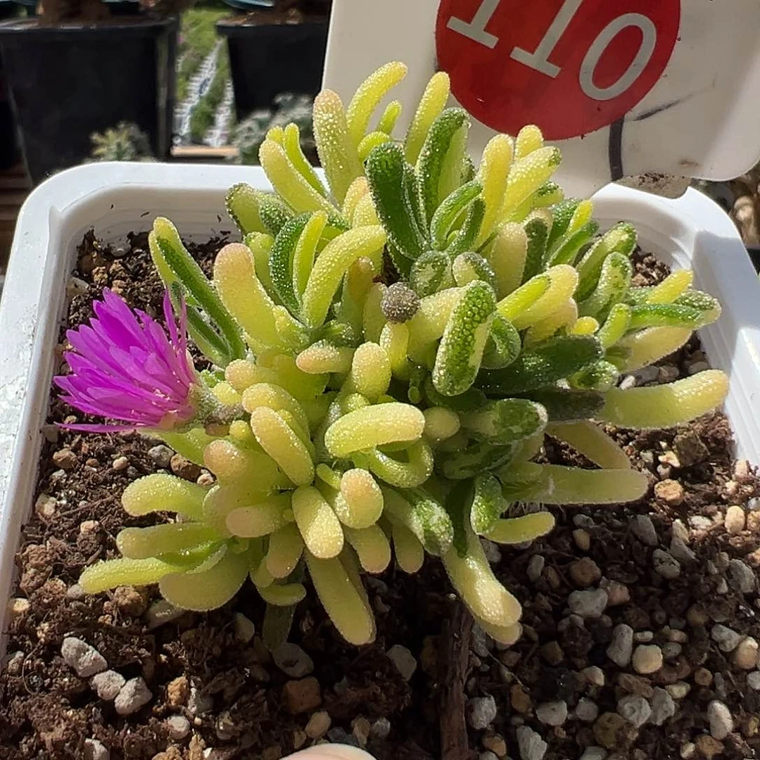 110号荧光兔锦4,26多肉