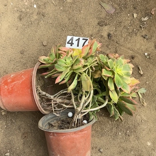 小*1多肉植物两个