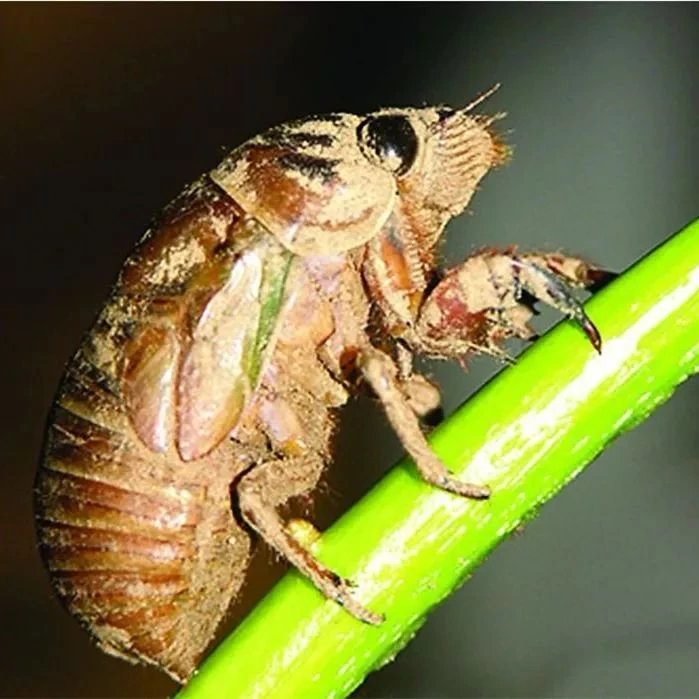 金蝉摆件DIY工艺品