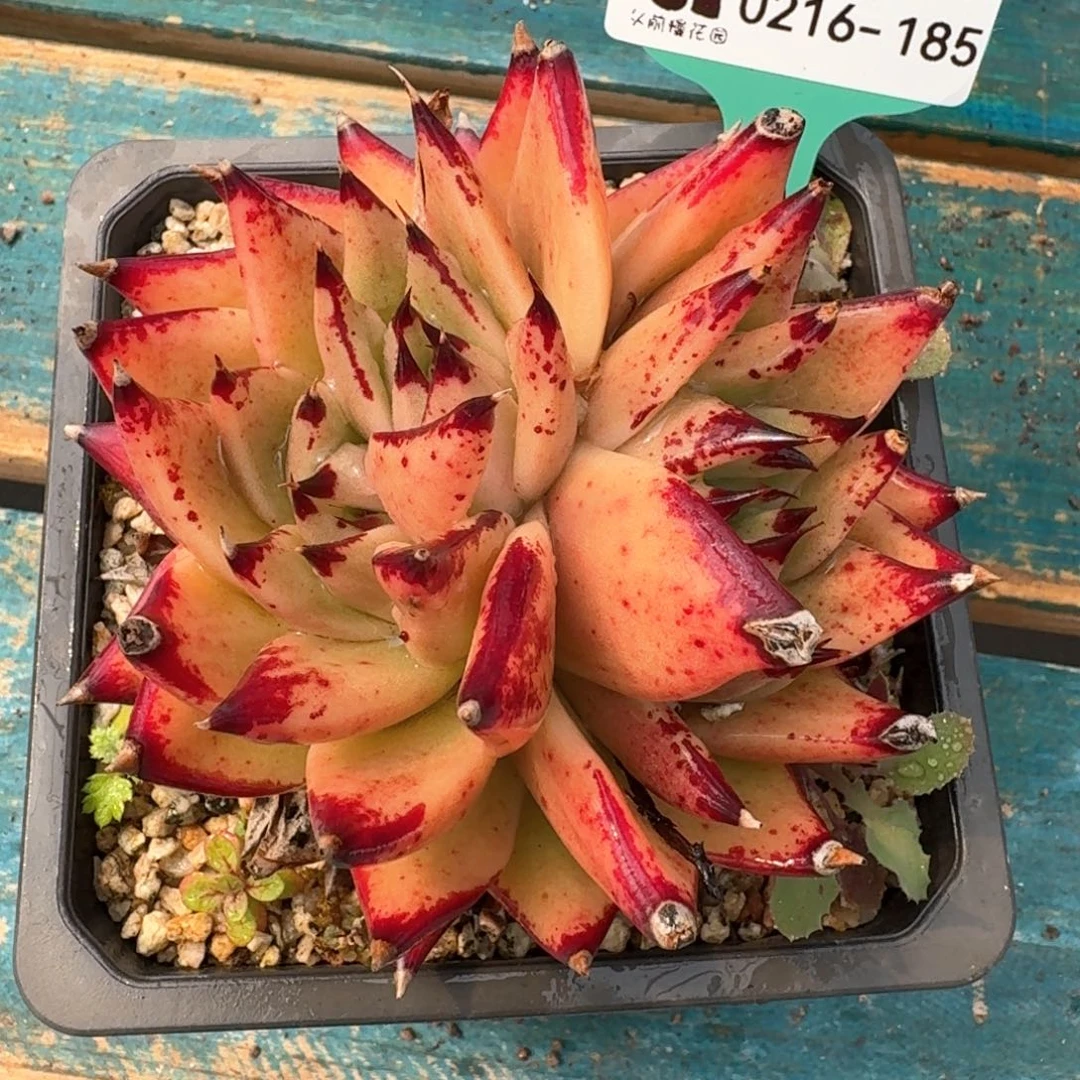 从前慢多肉精选编号0216.185