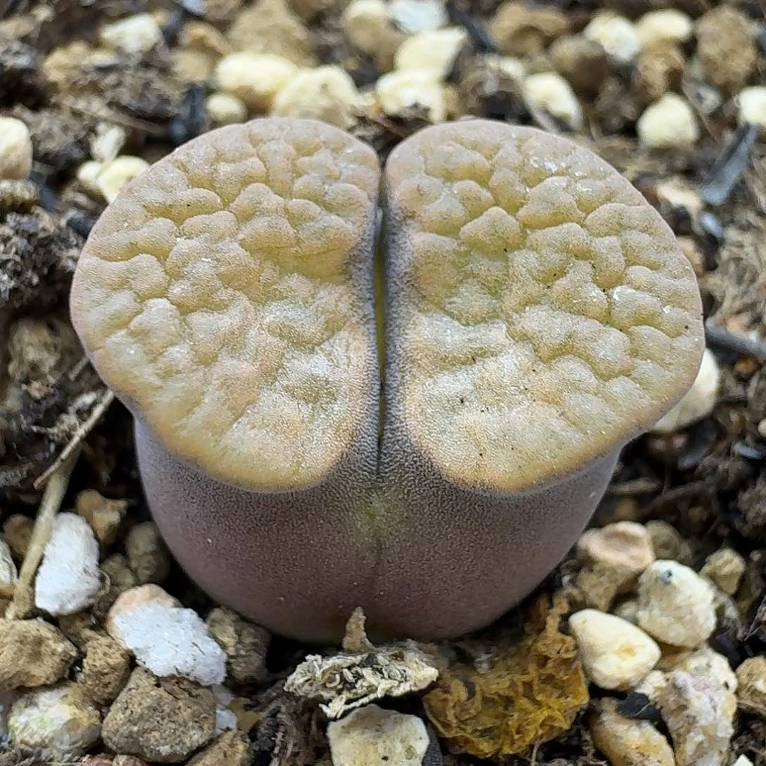 老马生石花磁铁2242