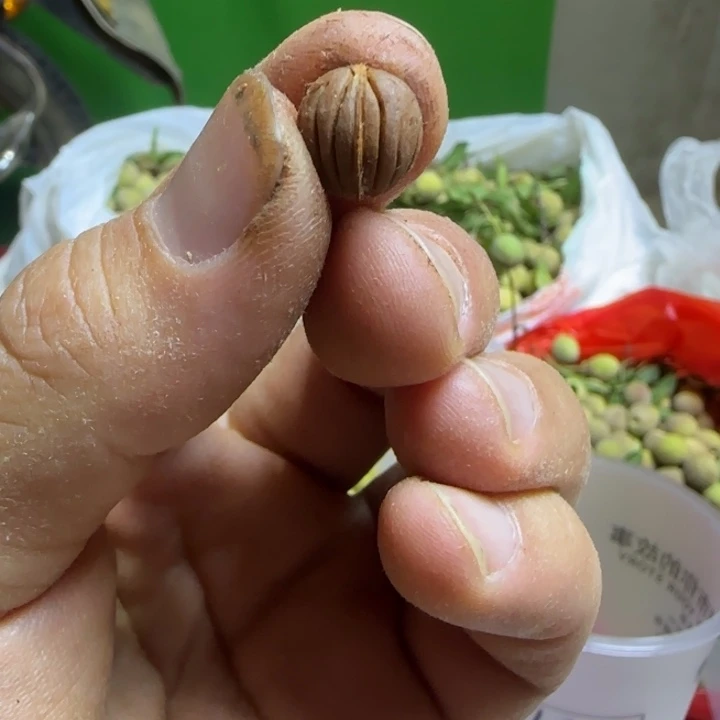 桃核手串矮壮20颗