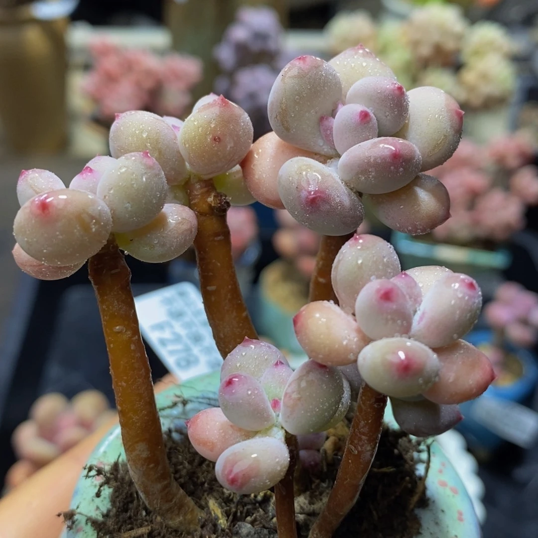 278 四代苹果奶奶酪7 厘米