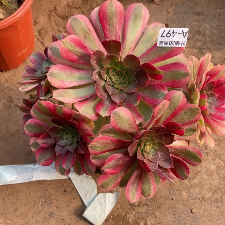 497雨荷多肉12375578duorou