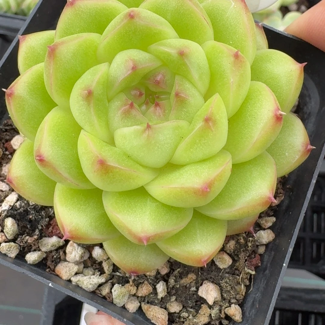 0926-014-麦秆单头f