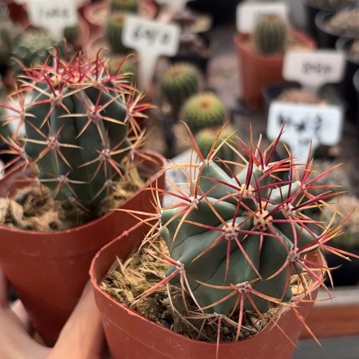 实生神仙玉皮实好养量拍