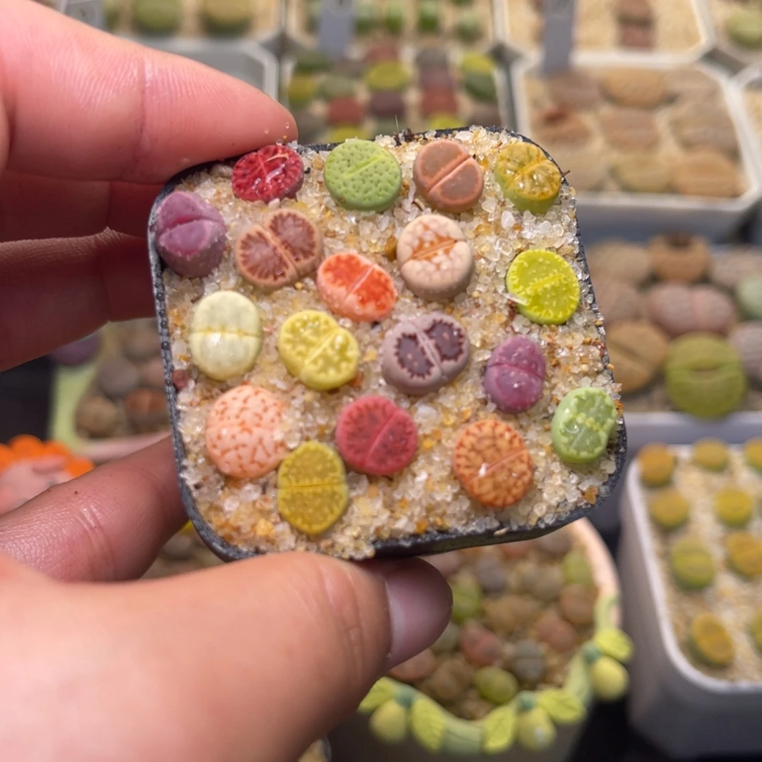 227号带盆包邮发货