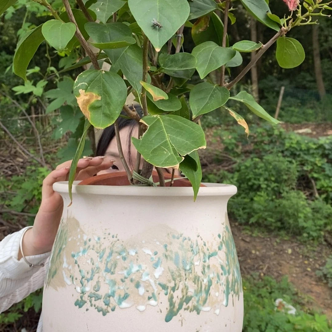 紫砂花盆正品22/25