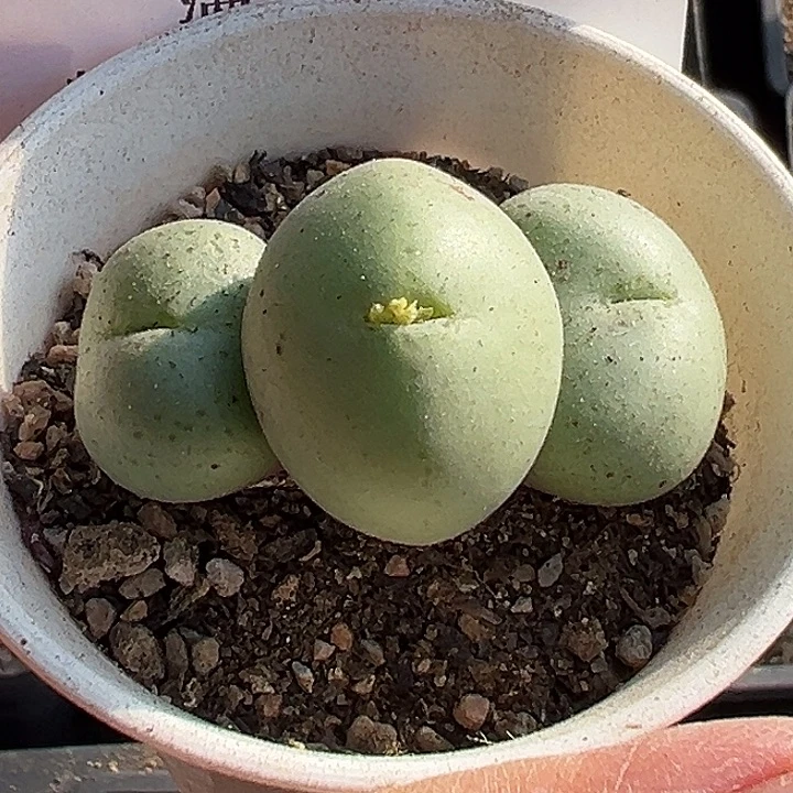 763号吕氏大饼zyyyxyzyyyxy