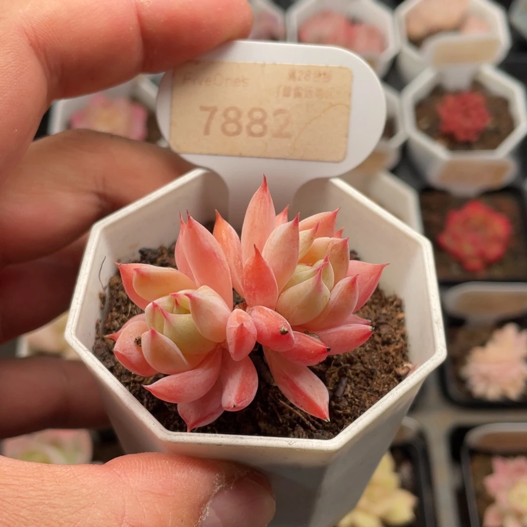蓝鸟香槟7882-4.5厘米
