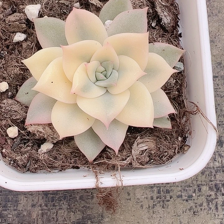 呵*多肉植物多肉植物