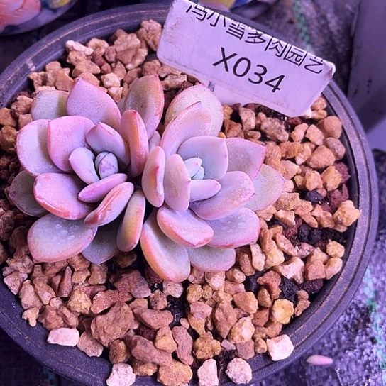 我是第一百个为妖刀应援的阴阳